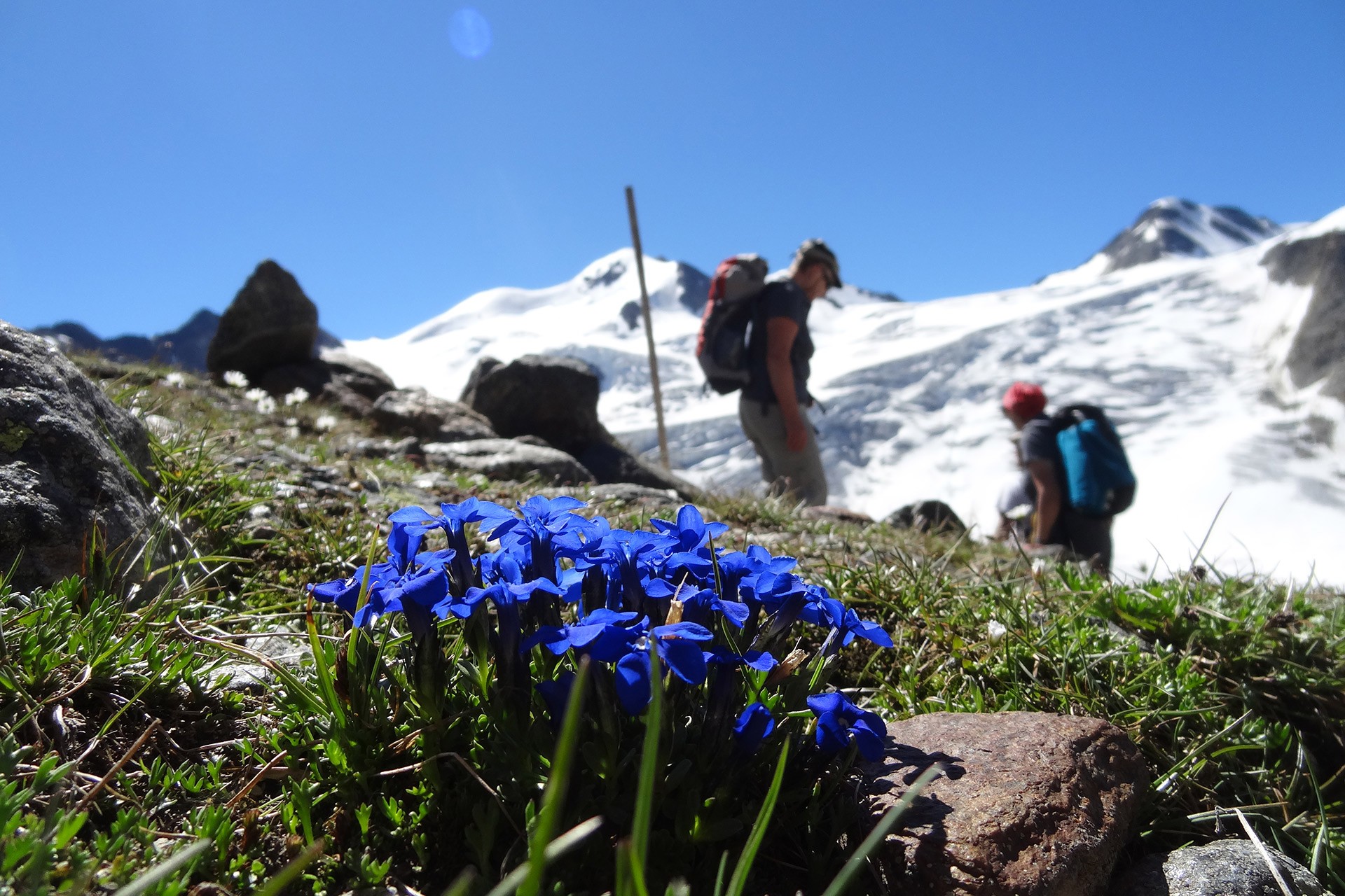 Blick auf den Taschachgletscher