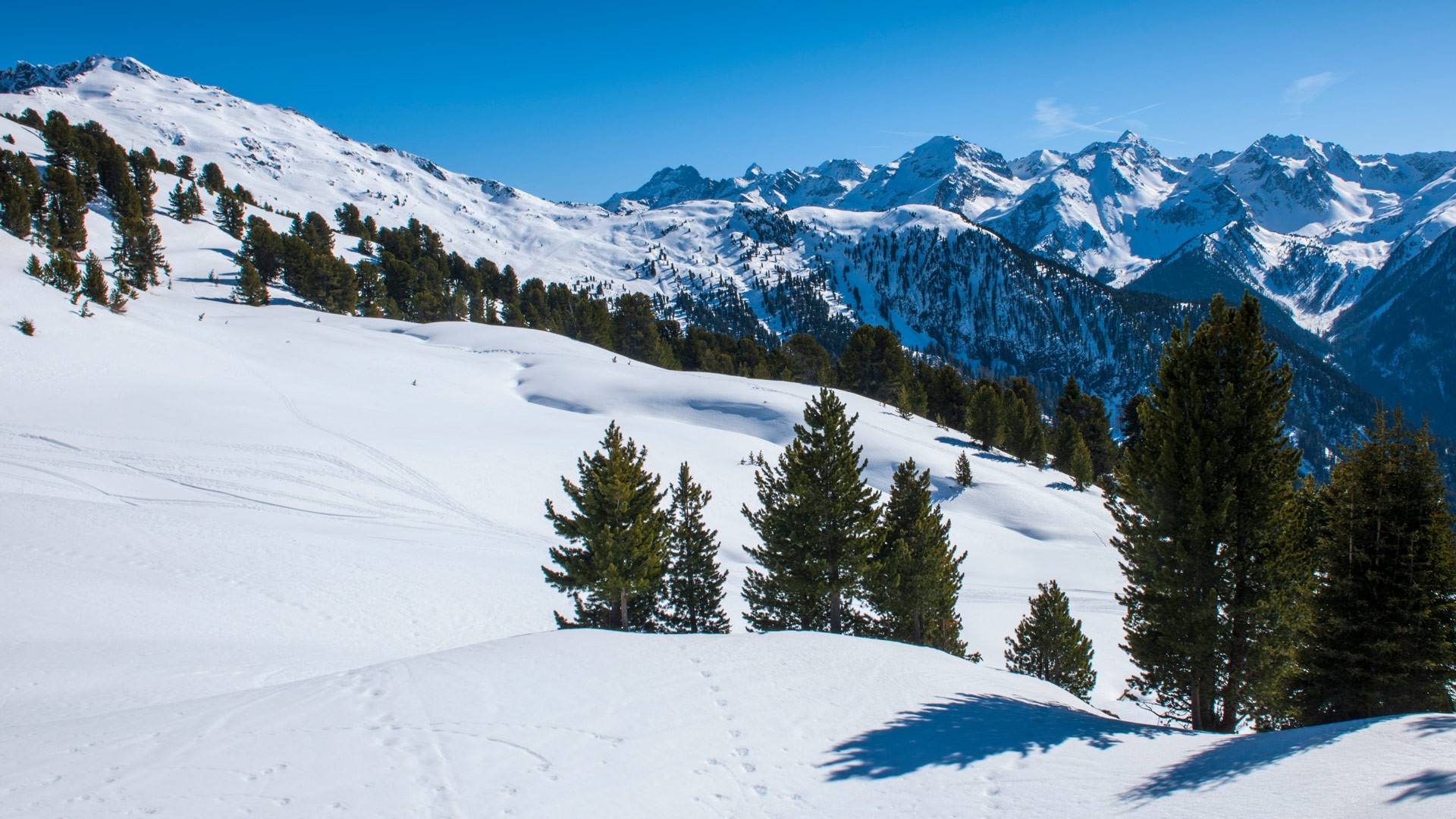 Winterwanderweg mit verschneiten Zirben im Pitztal